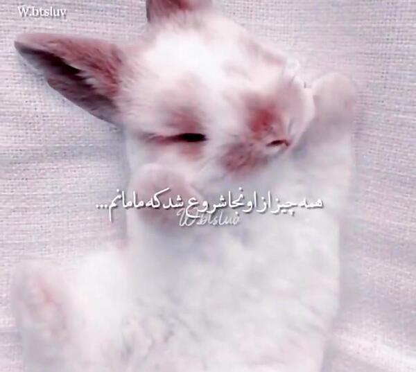 عکس خرگوش سفید برای پروفایل