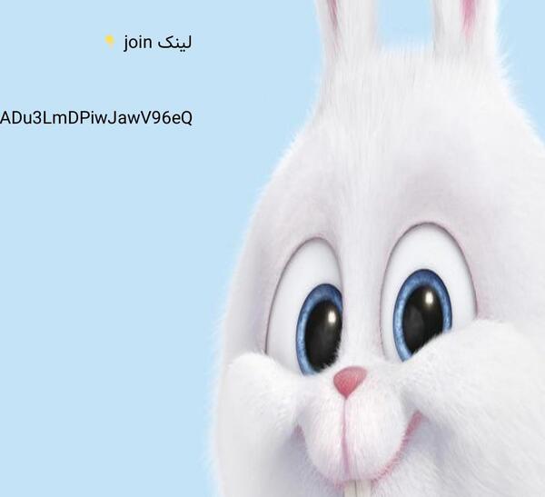 عکس خرگوش سفید برای پروفایل