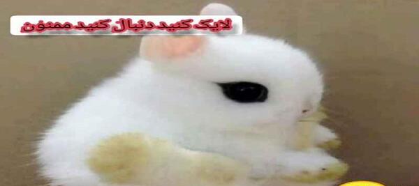 عکس خرگوش سفید برای پروفایل