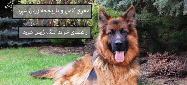 عکس از توله سگ ژرمن شپرد