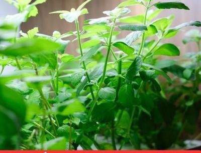 عکس گل طبیعی ناز