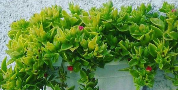 عکس گل طبیعی ناز