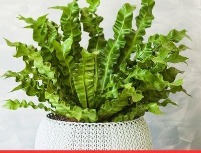 عکس گل طبیعی ناز