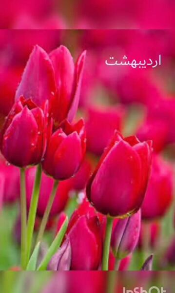 عکس نوشته چه ماهی هستی