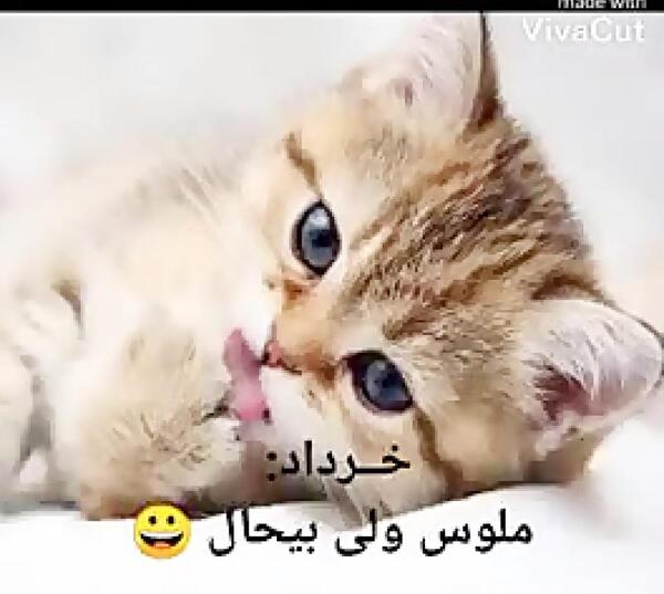 عکس نوشته چه ماهی هستی