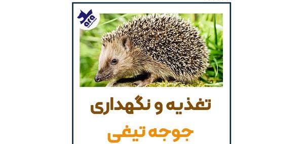 عکس جوجه تیغی وحشی