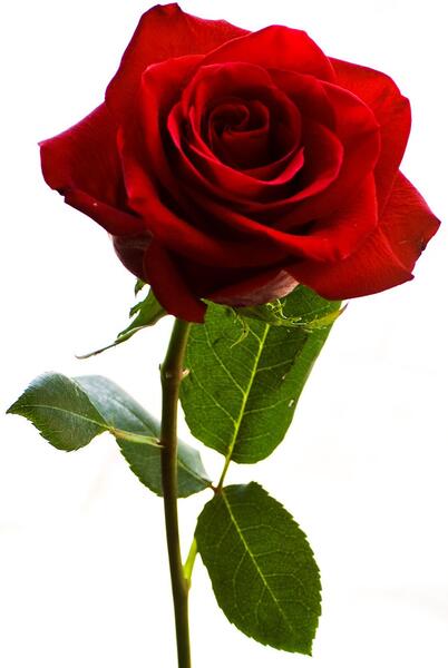 عکس شاخه گل طبیعی