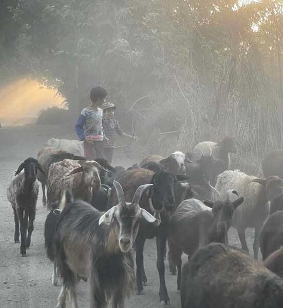 عکس برادر حامد سلطانی
