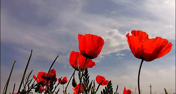 عکس شقایق باقری