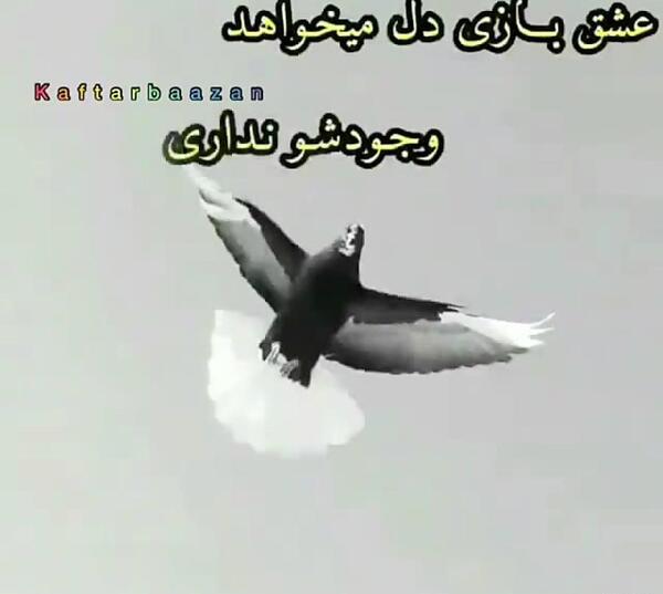 عکس نوشته کفتر بازی