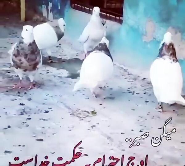 عکس نوشته کفتر بازی