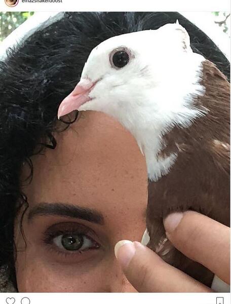 عکس نوشته کفتر بازی