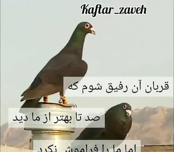 عکس نوشته کفتر بازی