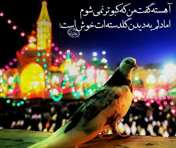 عکس نوشته کفتر بازی