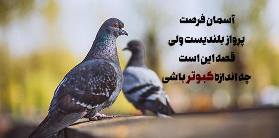 عکس نوشته کفتر بازی