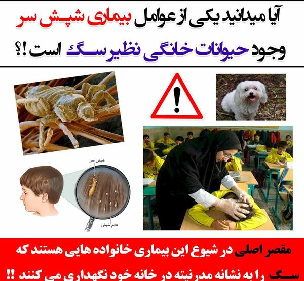 عکس شپش پشت گوش