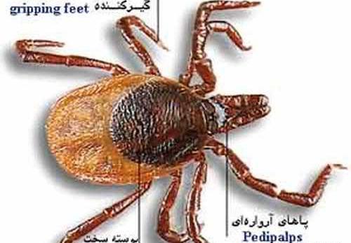 عکس شپش پشت گوش