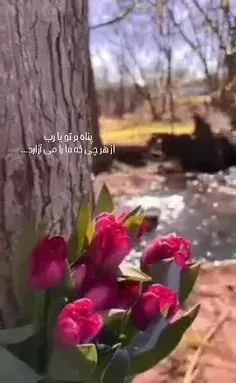 عکس آتش و طبیعت