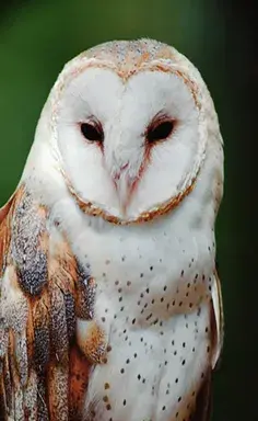 عکس جغد از نزدیک