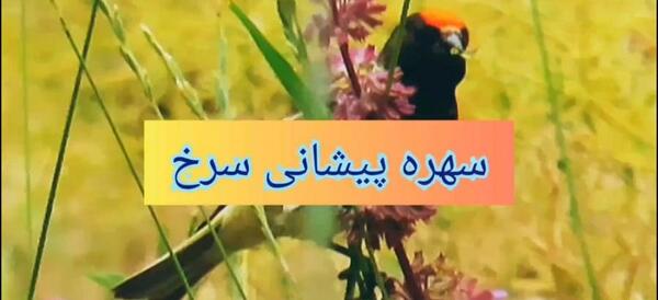عکس پرنده دارکوب سیاه
