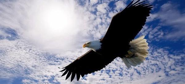 عکس عقاب در اوج اسمان