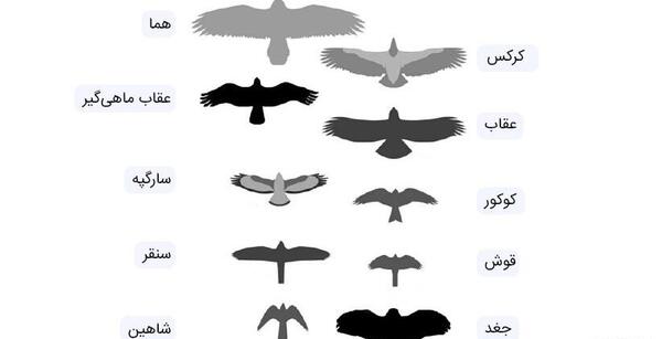 عکس عقاب در اوج اسمان