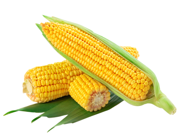 عکس ذرت اکراین