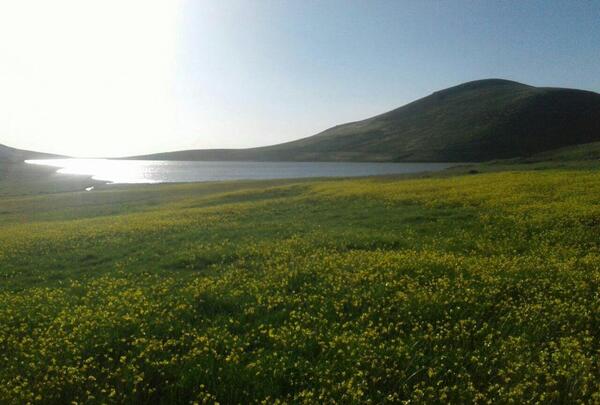 عکس شکوفه واقعی
