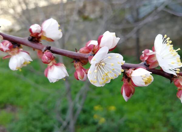 عکس شکوفه واقعی