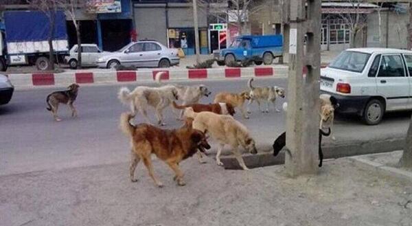 عکس سگ ولگرد ایرانی