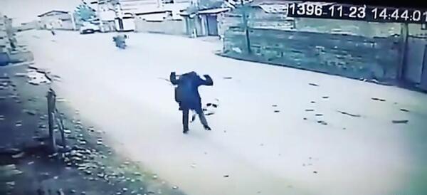 عکس سگ ولگرد ایرانی