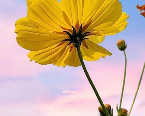عکس برای پروفایل پیش دبستانی