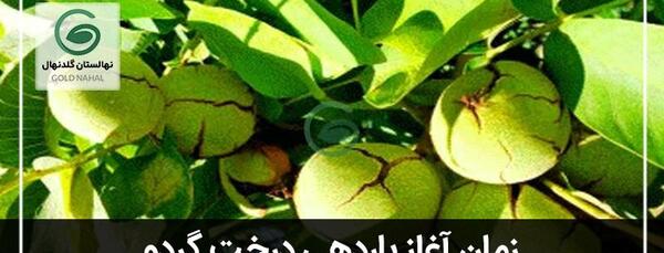 عکس حلوا گردویی تبریز
