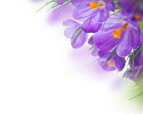 عکس زمینه زعفران