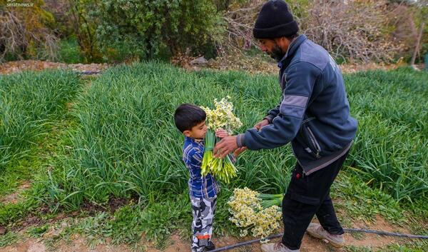عکس پرتره گل نرگس