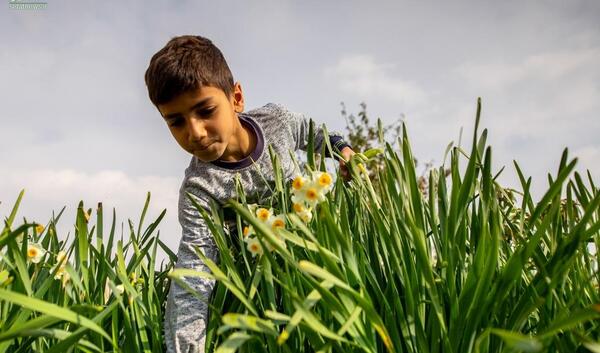 عکس پرتره گل نرگس