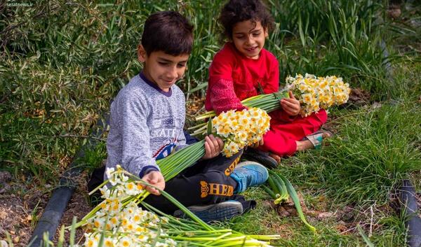 عکس پرتره گل نرگس
