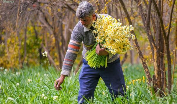 عکس پرتره گل نرگس