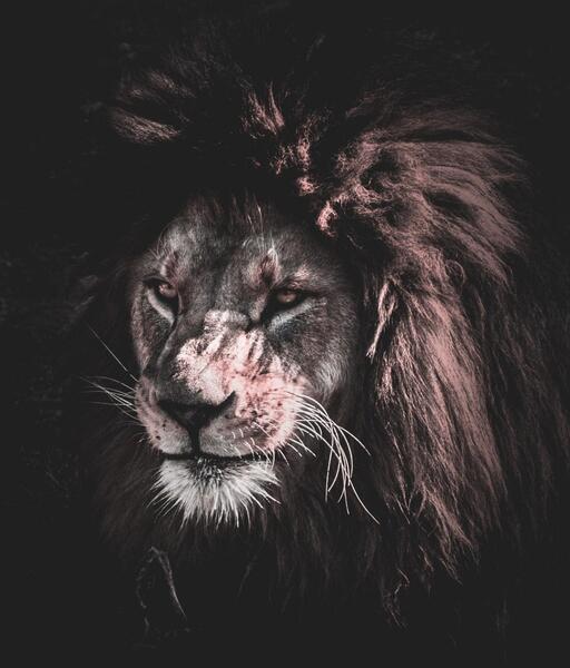 عکس صورت یاماچ