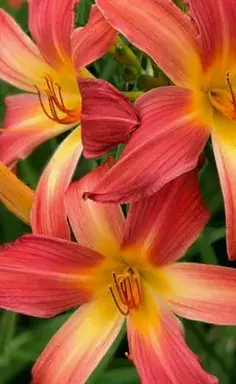 عکس کلبه پاییز