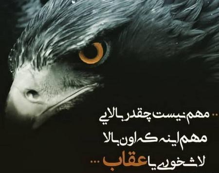 عکس عقاب برای پروفایل واتساپ