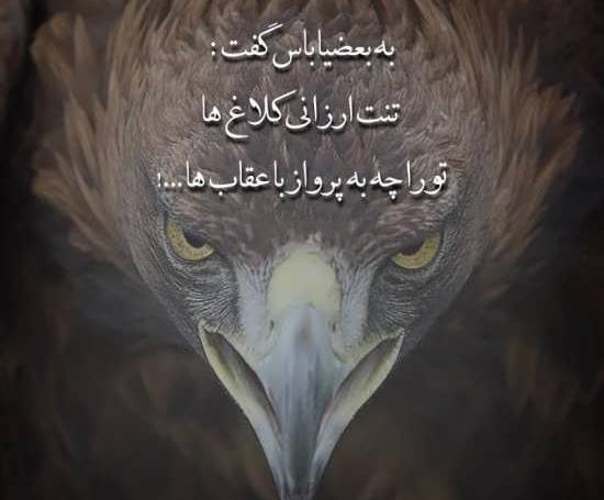 عکس عقاب برای پروفایل واتساپ