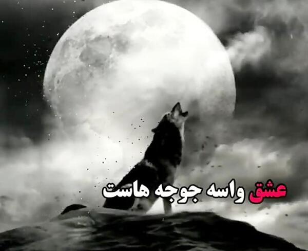 عکس یه گرگ
