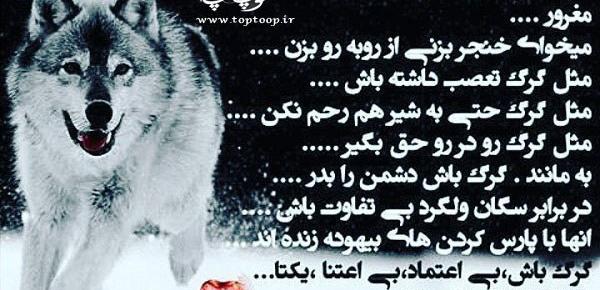 عکس یه گرگ
