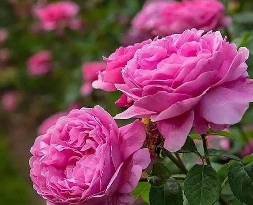 عکس های پروفایل گل های زیبا