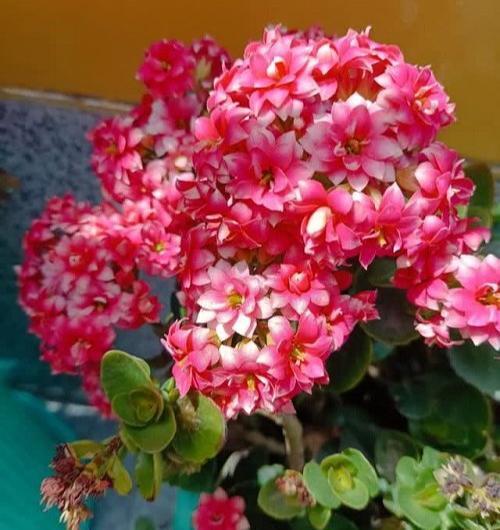 عکس های پروفایل گل های زیبا