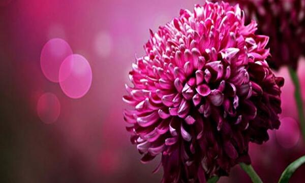 عکس های پروفایل گل های زیبا