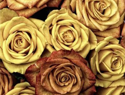 عکس های پروفایل گل های زیبا