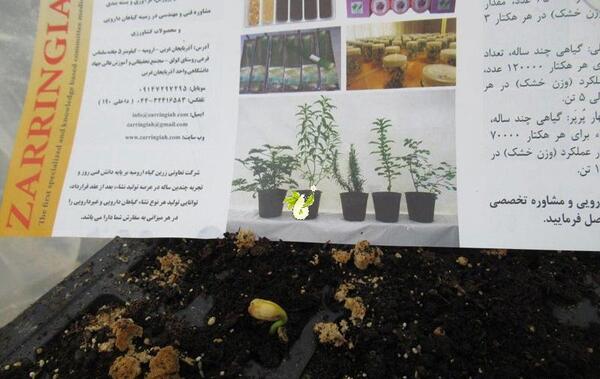 عکس تصویر لوبیا سویا