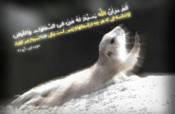 عکس نوشته چرا بعضیا حسودن